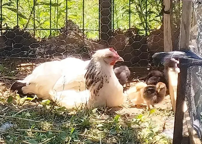 Oda ve Kahvaltı Le Caousate Saint-Michel (Haute-Garonne)