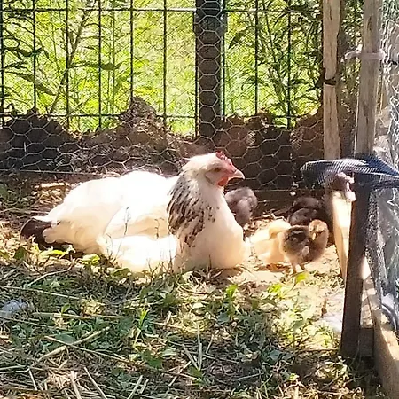 Bed & Breakfast Le Caousate Saint-Michel (Haute-Garonne)